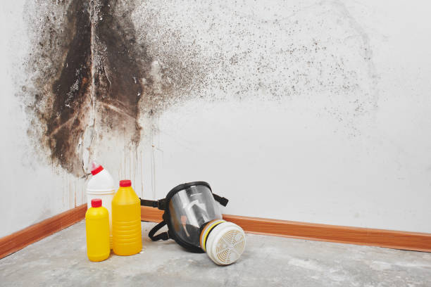 Best Mold Damage Restoration  in Edina, MO